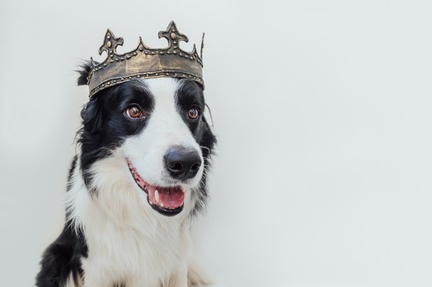 cachorro filhote de cachorro com cara engracada de border collie usando coroa de rei isolada no branco 80942 5096